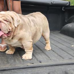English Bulldog Female - 3 Years Old, House Trained in Atlanta, ga