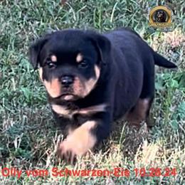 Rottweiler Puppies with AKC Registration Available in Atlanta, ga
