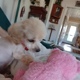Toy Poodle for Adoption in Claremore, ok