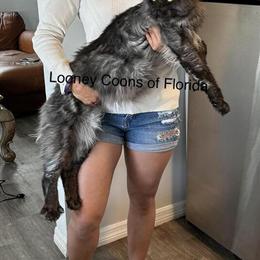 Maine Coon Kittens Available in Tampa, fl