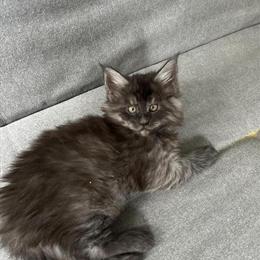 Maine Coon Kittens Available for Adoption in Tampa, fl
