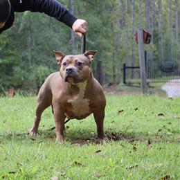 Adult Female Bully Available for Adoption in Charlotte, nc