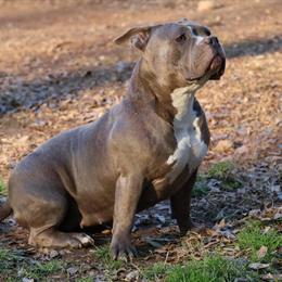 Bully - Adult Female Looking for a New Home in Charlotte, nc