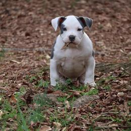 Bully Male Puppy Available - 10 Weeks Old in Charlotte, nc