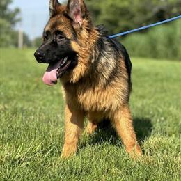 Long Haired German Shepherd - Imported Bloodline in Troy, ny