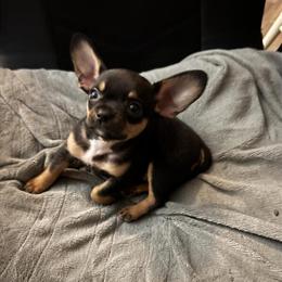 Male French Bulldog Puppy Available in Fort Wayne, in