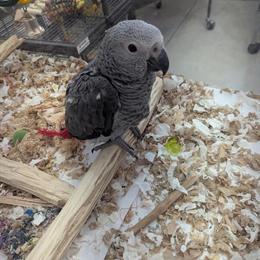 Congo African Grey Available in Rockford, mi