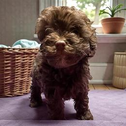 Havapoo Female Ready for Adoption in Kalamazoo, mi