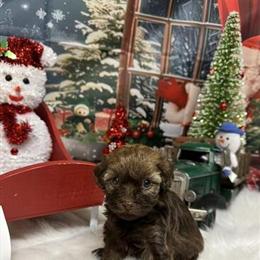 Havapoo Female Ready for Adoption in Kalamazoo, mi