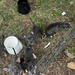 Tri Color Pit Bull Puppies for Adoption in Winchester, va