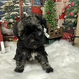 Havapoo Female Ready for Adoption in Kalamazoo, mi