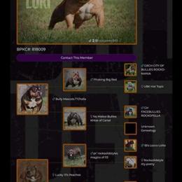 Bully Male Available for Stud in Saginaw, mi