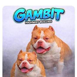 Bully Male Available for Stud Services in Saginaw, mi