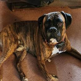 Boxer Stud Available for Service in Ann Arbor, mi