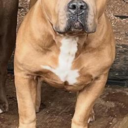 American Bully Puppies Available for Forever Homes in Silver Spring, md