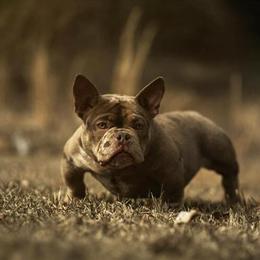 6 Month Old Chocolate Merle Female Dog in Augusta, ga