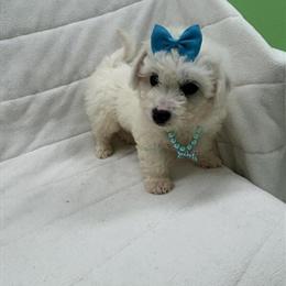 Bichon Frise Puppies Available in Boston, ma