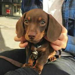 Dachshund Puppies Available in Ohio City, oh