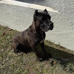 Re-home playful female dog named Raven, 5 years old in Tampa, fl