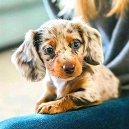 Dachshund Puppies Ready for Loving Homes in Ohio City, oh