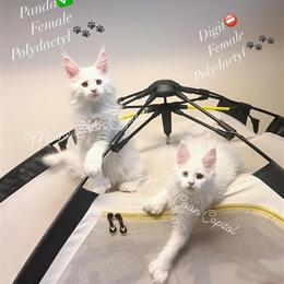 Maine Coon Kittens from TICA Registered Cattery Starting at $2500 in Appleton, wi
