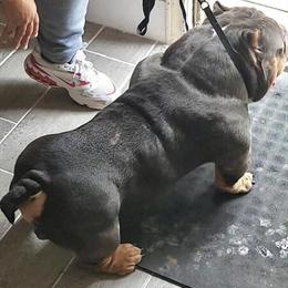 Bully Male Available for Stud in Houston, tx