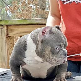 Bully Puppies Available in Houston, tx
