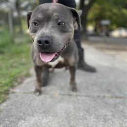 Merle Dog Available for Stud in Columbus, ga