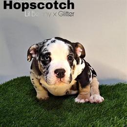 Designer Bully Puppies Ready for New Homes in Boston, ma