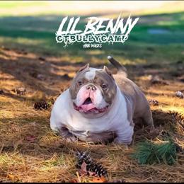 Designer Bulldog in Tri Color in Boston, ma