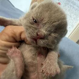 Exotic Shorthair Kitten - Lilac Girl in Palm Coast, fl