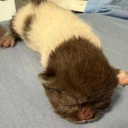 Exotic Shorthair Kitten Available for Deposit in Palm Coast, fl