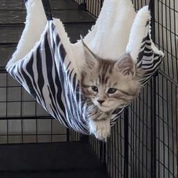 Maine Coon Kitten Ready for Forever Home in Antioch, il