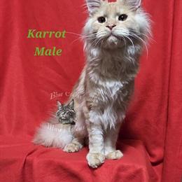 Maine Coon Karrot Needs a Special Home in Antioch, il