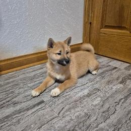 Shiba Inu Puppies Ready for Forever Homes in Fort Wayne, in