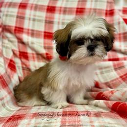 Beautiful Female Shih Tzu Puppy Available in Crawfordsville, in
