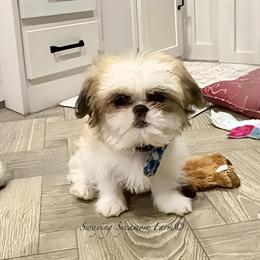 Handsome Male Shih Tzu Puppy Available in Crawfordsville, in