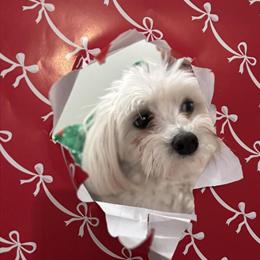 Female Maltese for Adoption in Charleston, sc
