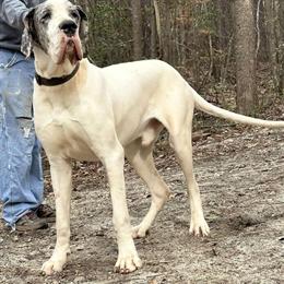 Rehoming Great Danes: 3-Year-Old Male and 6-Year-Old Female in Laurens, sc