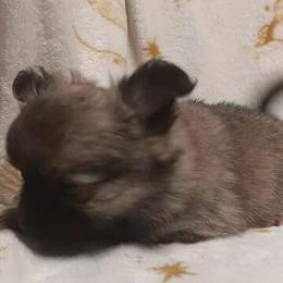 Pomchi Puppies Available Now in Richmond, va