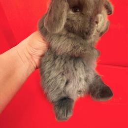 Holland Lop Rabbits Available in Houston, tx