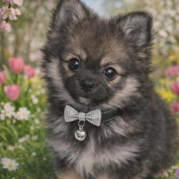 Miniature Pomchis Ready for Homes in Richmond, va