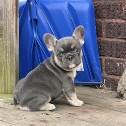French Bulldog Female Pups Ready for New Homes in Pittsburgh, pa