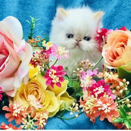 Kittens Available for Reservation - Health Guarantee Included in Cedar Grove, nj