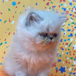 Kittens from NYC/New Jersey Breeder - Health Guarantee in Cedar Grove, nj