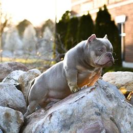 Crown pups available, 8 weeks old in Suffolk, va