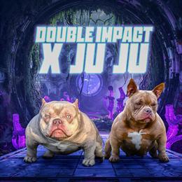 Micro American Bully Pups Available - 2x Crown and Xstacked in Suffolk, va