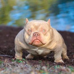 Micro American Bully Pups Available - 2x Crown Bloodline in Suffolk, va