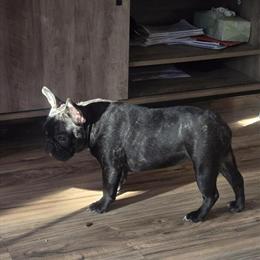 Female French Bulldog for Adoption in Philadelphia, pa