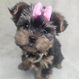 Yorkshire Terrier puppies available in Brooklyn, New York in Brooklyn, ny